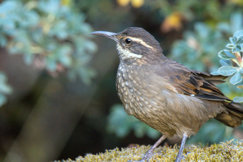 Royal Cinclodes photo