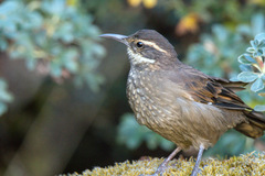 Royal Cinclodes photo 1