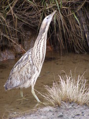 Botaurus poiciloptilus