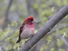 Haemorhous purpureus