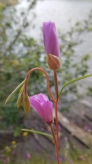 Clarkia gracilis gracilis