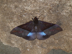 Ischyja hemiphaea