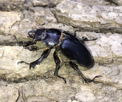 Lucanus placidus
