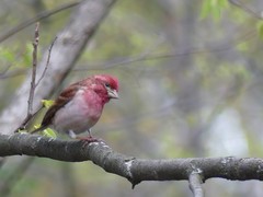 Haemorhous purpureus