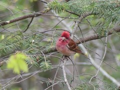 Haemorhous purpureus