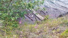 Clarkia gracilis gracilis