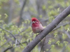 Haemorhous purpureus