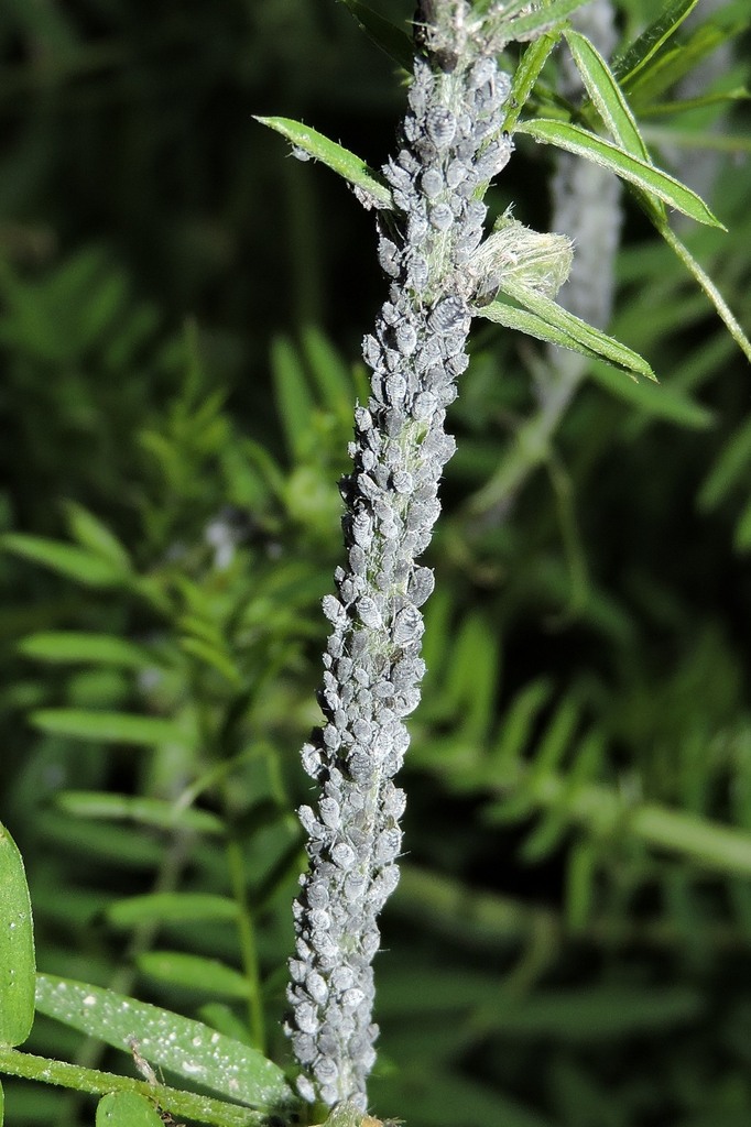 Tufted Vetch Aphid from Романівський район, Житомирська область ...