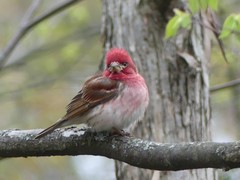 Haemorhous purpureus