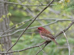 Haemorhous purpureus