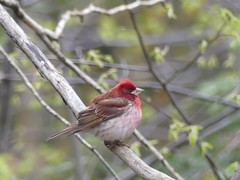 Haemorhous purpureus