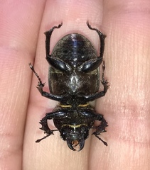 Lucanus placidus