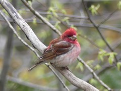 Haemorhous purpureus