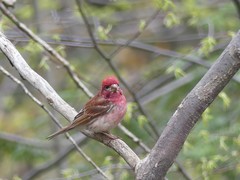 Haemorhous purpureus