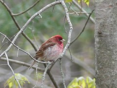 Haemorhous purpureus