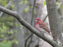 Haemorhous purpureus