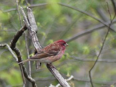 Haemorhous purpureus