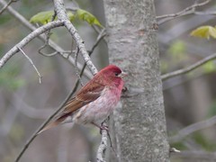 Haemorhous purpureus