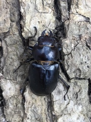 Lucanus placidus