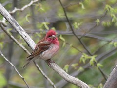 Haemorhous purpureus