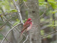 Haemorhous purpureus