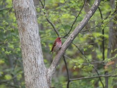 Haemorhous purpureus