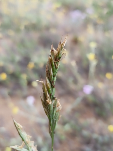 Festuca vasconcensis observed 2024-06-18