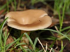 Singerocybe clitocyboides