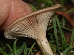 Singerocybe clitocyboides