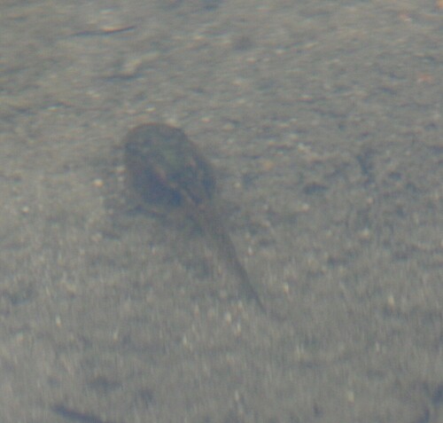 iNaturalist observation photo of Pacific chorus frog