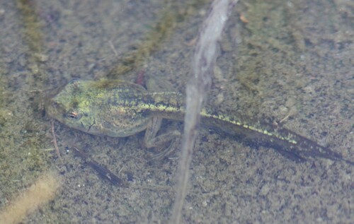 iNaturalist observation photo of Pacific chorus frog