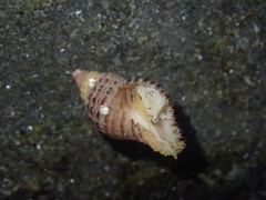 Ocinebrina