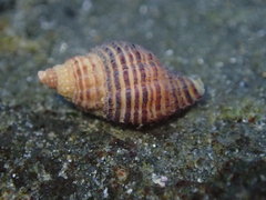 Ocinebrina