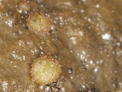 Ascobolus crenulatus