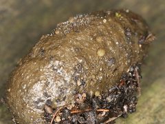 Ascobolus crenulatus