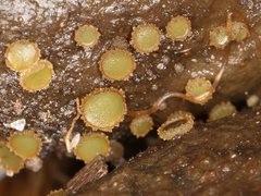 Ascobolus crenulatus