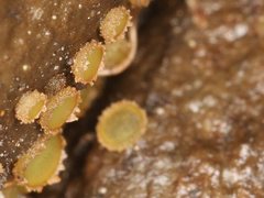 Ascobolus crenulatus