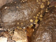 Ascobolus crenulatus