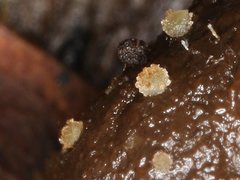 Ascobolus crenulatus