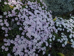 Phlox diffusa longistylis