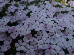 Phlox diffusa longistylis