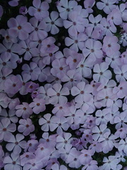Phlox diffusa longistylis