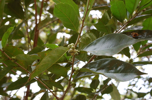 Trophis racemosa, photograph 4