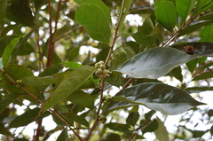 Trophis racemosa, photograph (c) Neptalí Ramírez Marcial, some rights reserved (CC BY)