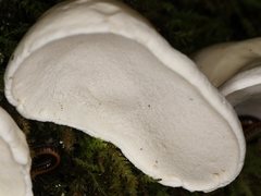 Gloeoporus phlebophorus