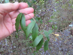 Parsonsia heterophylla