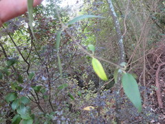 Parsonsia heterophylla