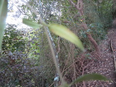 Parsonsia heterophylla