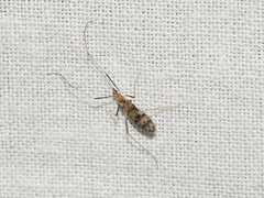 Erioptera amabilis