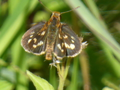 Taractrocera ardonia